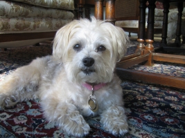 dog