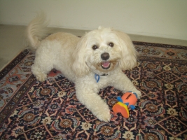 dog