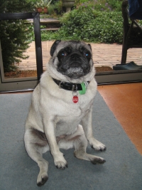 dog
