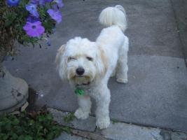 dog