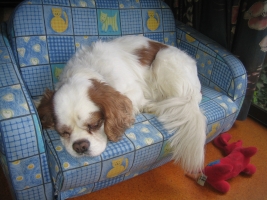 dog