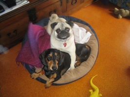 dog