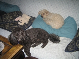 dog