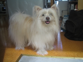 dog